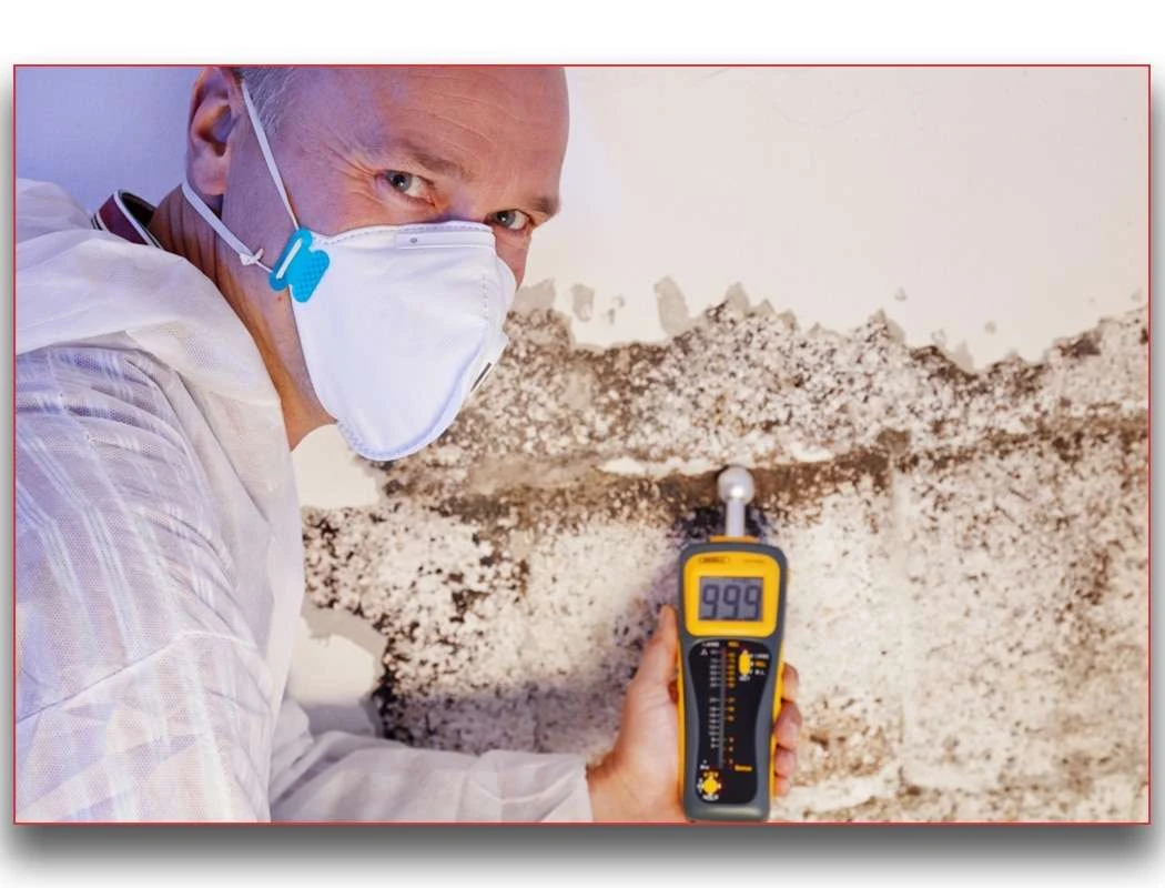 Mold Inspection